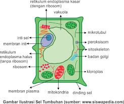 Membran sel atau dinding sel merupakan bagian yang paling luar dalam struktur sel tumbuhan. Perbedaan Sel Hewan Dan Sel Tumbuhan Siswapedia
