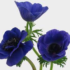 Anemone Blue Flowers 50 Stems Anemone Flower Anemone Colorful Flowers