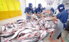 Giá cá tra Việt Nam giảm mạnh