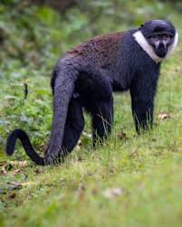 Image result for Monotes africanus