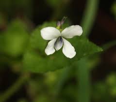 Image result for Viola abyssinica