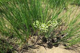 Image result for Xysmalobium