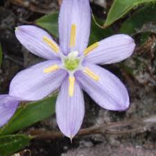 Image result for Xerophyta scabrida