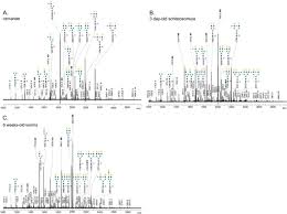 Frangista beach is a quiet area and the perfect place to watch a sunrise or sunset over the gulf of mexico. Glycomic Analysis Of Life Stages Of The Human Parasite Schistosoma Mansoni Reveals Developmental Expression Profiles Of Functional And Antigenic Glycan Motifs S Molecular Cellular Proteomics