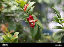 Image result for Ochna kirkii