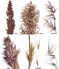 Image result for Eragrostis schweinfurthii