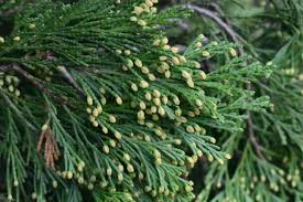 Image result for Calocedrus decurrens