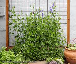 Garden or green peas grow inside green, rounded pods. How To Grow Sweet Peas Garden Gate