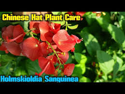 Image result for Holmskioldia