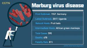 Virus und erkrankung von menschen wurden erstmals 1967 in marburg identifiziert und traten seither mehrfach in aller welt auf. How Are African Green Monkeys Linked To Marburg Virus Cgtn