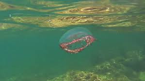 Jellyfish live in the ocean and usually don't bother anyone. Olindias Phosphorica Medusa Cigar Jellyfish Intotheblue It