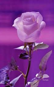 Maybe you would like to learn more about one of these? Good Morning Dear Friend Dear Friend Good Morning Beautiful Rose Flowers Purple Flowers Flowers
