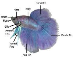 Berikut ini adalah tips bagaimana cara mewarnai gambar ikan dengan baik dan benar, yaitu Contoh Gambar Cara Mewarnai Gambar Ikan Cupang Kataucap