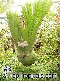 Image result for Platycerium