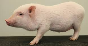 Mini pigs for adoption near me. Gottingen Minipig Wikipedia