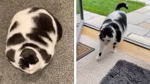 Anyone who had been graced by a cow cats presence know how fun, playful & affectionate this cat is. Chubby Cat Looks Like Miniature Cow Youtube