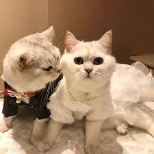 Kucuk Kedi Gelinlik Prenses Kopek Kedi Etek Pet Giyim Kucuk Kopek Giysileri Smokin Etek Gelin Damat Dog Wedding Dress Dog Weddingpet Skirt Aliexpress