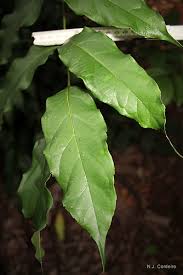 Image result for Fernandoa magnifica