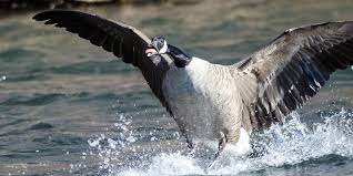 9 Canada Geese Memes That Are Honking Hilarious Narcity