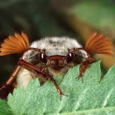 Maikafer Mannchen In 2020 Mein Schoner Garten Spezial Tiere Susse Tiere