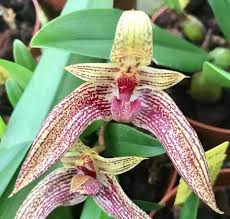 Image result for Bulbophyllum stolzii