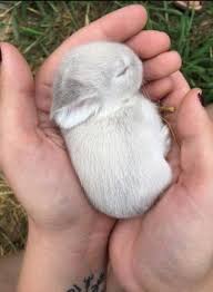 17 Animals Who Are So Smol You Won T Be Able To Think About Anything Else Cute Baby Bunnies Cute Baby Animals Cute Little Animals