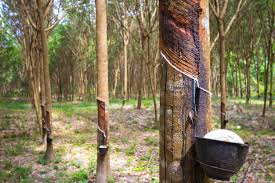 Arbre A Caoutchouc Et Bol Rempli De Latex Photo Gratuite