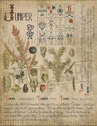 When I Was A Child I Would Gather Juniper Berries En Masse Knowing They Were Important And Helpful But Unable To Exp In 2020 Book Of Shadows Magickal Herbs Magic Herbs
