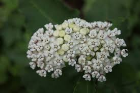 Redring Milkweed Asclepias Variegata 25 Seeds