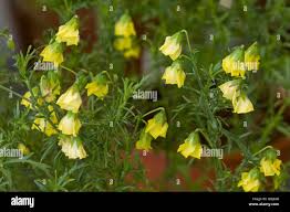 Image result for Hermannia quartiniana