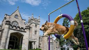 Westminster dog show 2021 tv schedule. Wlxq4hq2jccvxm