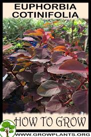 Image result for Euphorbia cotinifolia