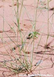 Image result for Aristida diffusa
