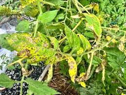 Image result for Septoria leaf spot of tomato