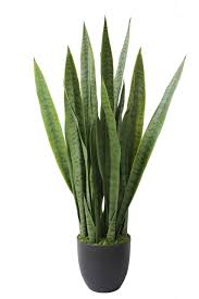 Whether you decide to grow it indoors or outdoors, you need the right kind cactus is commonly referred to as a desert plant, but it also grows in tropical rainforests. Complete Guide To Snake Plants How To Grow Care Tips