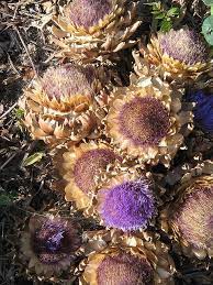 Dried Artichokes Artichoke Flower Dried Flower Arrangements Dried Flowers