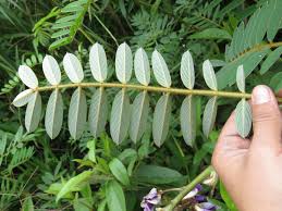 Image result for Tephrosia vogelii