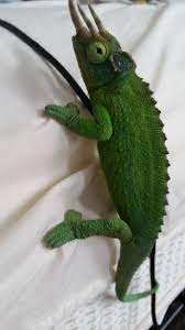 Jackson Chameleon Jackson Chameleon Chameleon Lizard