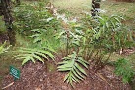Image result for Tectaria angelicifolia