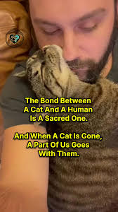 How's your bond with your cat? 🐈 . . . #CatFacts #CatBehavior #CatLife  #CatLovers #CatsOfInstagram #FelineFriends #MeowTime #CaturdayEveryday  #PetLovers #catreelstagram