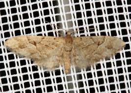 Image result for Eupithecia lanceata