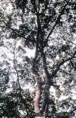 Image result for Pericopsis