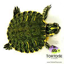 As far as turtles go, this species is moderately easy to care for. Yellow Belly Slider Turtle For Sale Yellow Bellied Sliders For Sale Online