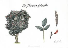 Image result for Erythrina falcata