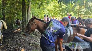 Image result for tbn:tVj6rqcH-AQR9M::www.pregonagropecuario.com.ar/images/caballo_overo.jpg