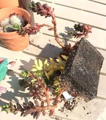 Do Succulents Need Drainage How To Plant In Pots Without Holes Succulent Plant Care