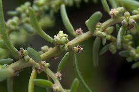 Image result for Suaeda monoica