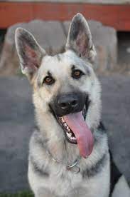 Black And Silver German Shepherds Adopted Montana Wyoming Idaho Rescue German Shepherd Dogs Shepherd Puppies German Shepherd Puppies