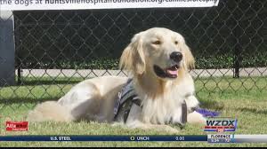 Golden retriever puppies for sale in levittown, pennsylvania united states. Second Facility Dog Begins Work At Huntsville Hospital 13wmaz Com