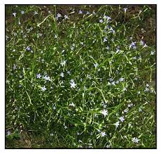 Image result for Wahlenbergia androsacea
